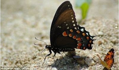 �����ȵ�ëë�� ����ëë��αװ�ɿֲ�С��