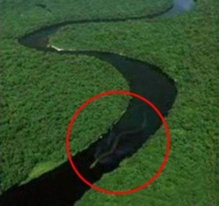 震惊世界神秘巨蛇现身马来西亚 奇闻趣事