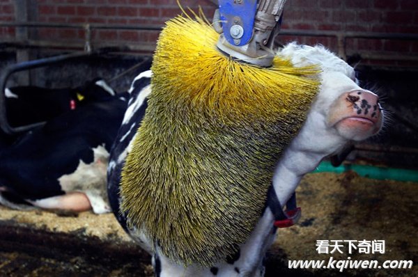 实拍动物奇趣瞬间,萌翻了