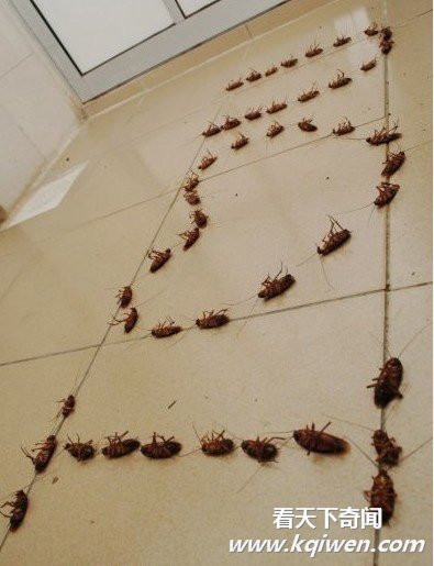 ������һ���������Ҷ��ĵĿ�ͼ��(��ͼ)