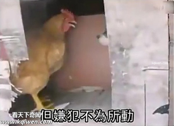 ��ɫС�������컯�����Ｆ(��ͼ)